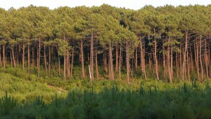 foret-des-landes